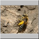 Colletes sp - Seidenbiene w02d 8mm Wallenhorst.jpg